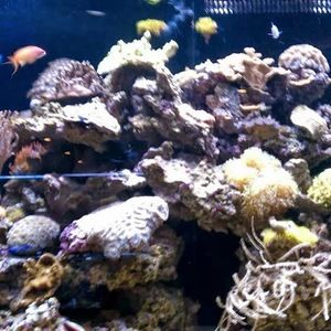 Meet your Posher, Billie jo